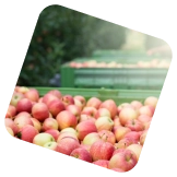 Высокий урожай