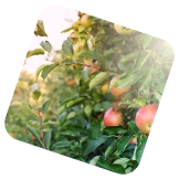 Разнообразие вкусов