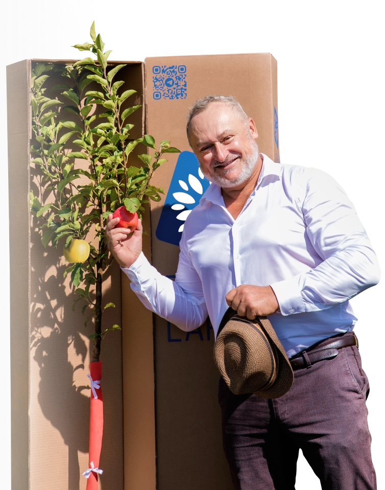 Авторское дерево яблони Бруно Ларбо