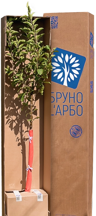 Сертификат соответствия