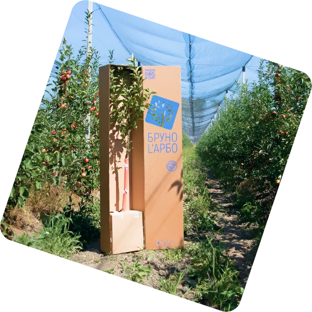 Урожай яблок